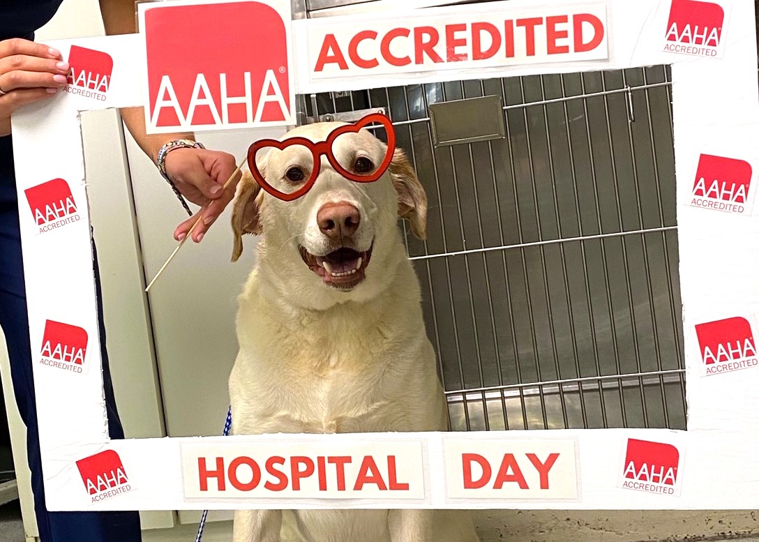 A dog wearing heart-shaped glasses pictured at an AAHA Accredited Hospital Day celebration
