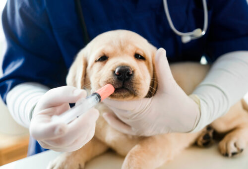 Vet examining puppy