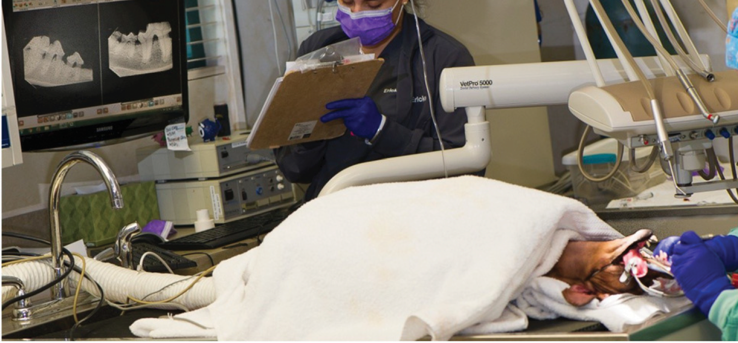 Dog receiving dental procedure