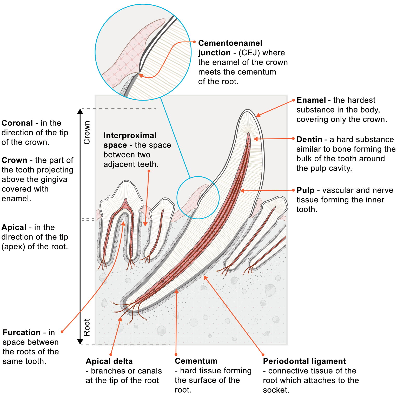 Diagram of the anatomy of a tooth