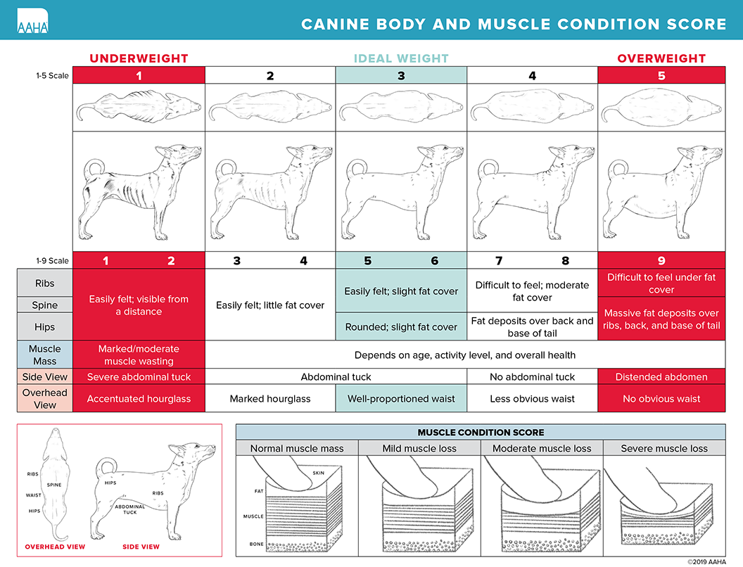 Canine body and muscle scoring chart