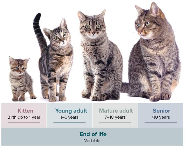 Chart showing Feline Life Stages