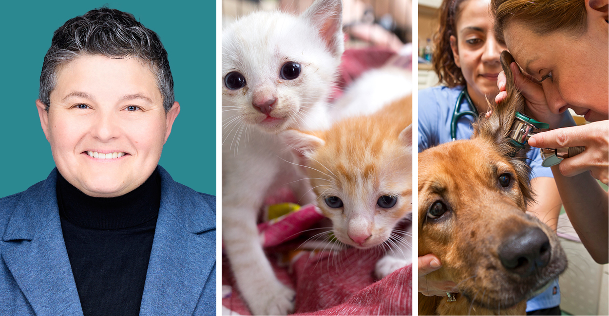 3 images: Vice president of the AAHA Board of Directors, Parva Bezrutczyk, DVM, 2 kittens, and 2 technicians examining a dog's ear.