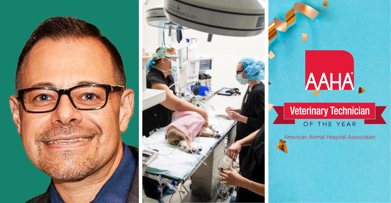 3 highlighted news article images: AAHA Board director, Gregory Carastro, LVT, CVBL, technicians prepping a patient for surgery, and the AAHA Veterinary Technician of the Year logo.