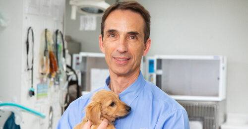 Animal welfare specialist, Steven Hansen, DVM, MBA, DACAW, DACVT, holding a small dog.