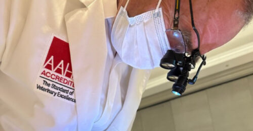 Jan Bellows, DVM, DAVDC, DABVP, performing a dental procedure.