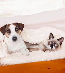 Dog and cat laying together