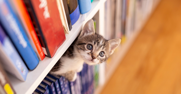 A kitten looks out from a bookshelf