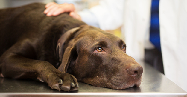 A chocolate lab rests its head