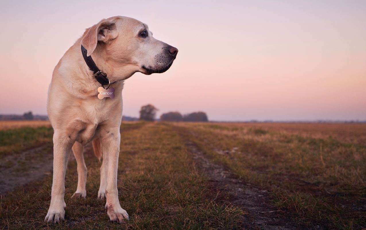 Photo of a yellow lab with a tag on his collar that says 