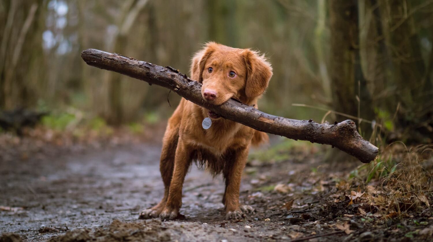 dog with stick