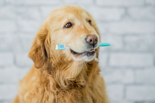 Golden retriever holding toothbrush