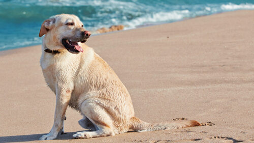 Wet yellow lab sitting on the beach