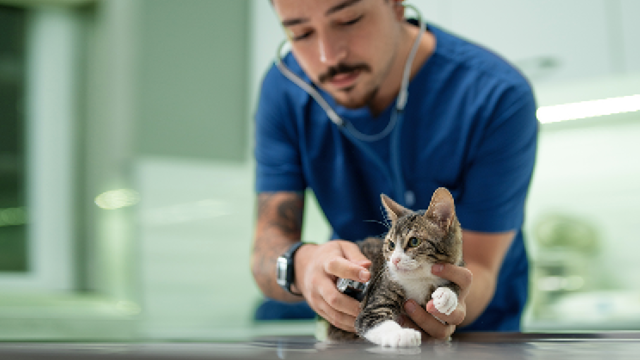 Veterinarian technician examining a kitten