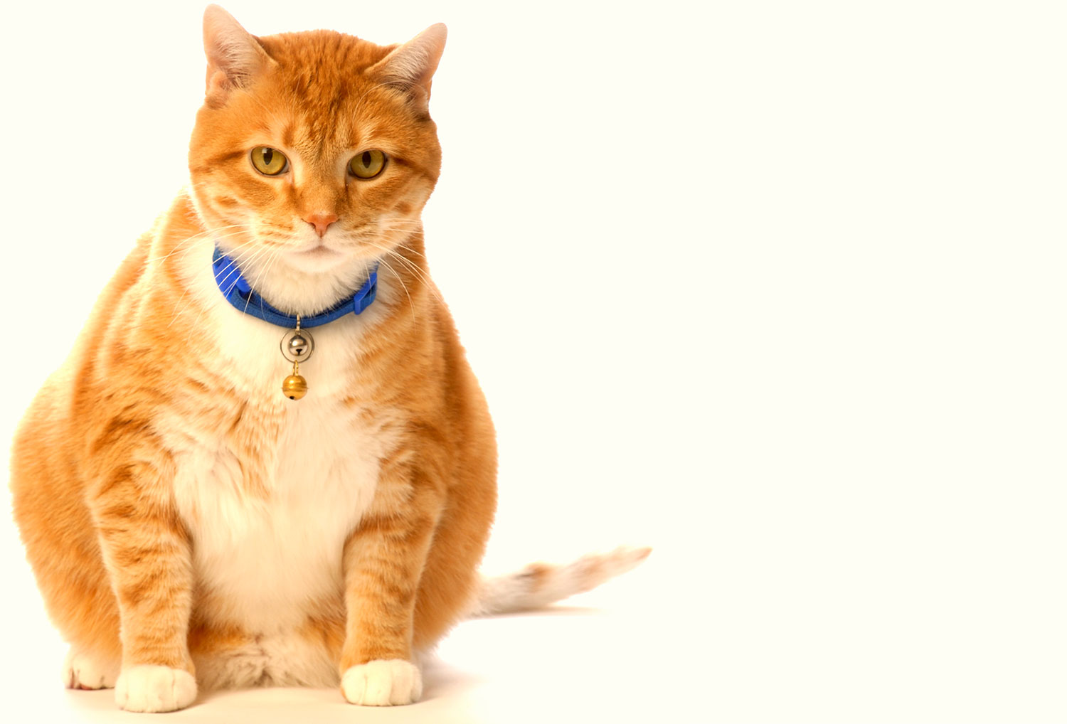 overweight orange and white cat