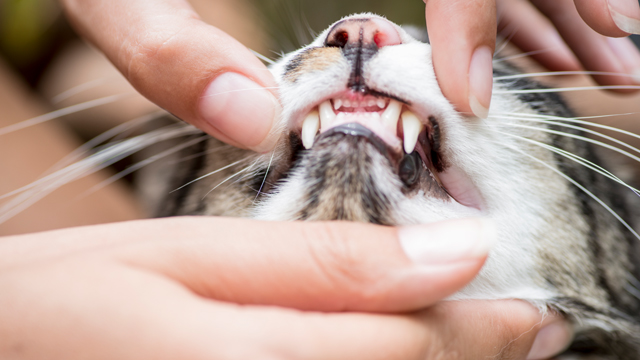 Person moving cats lips to expose their teeth