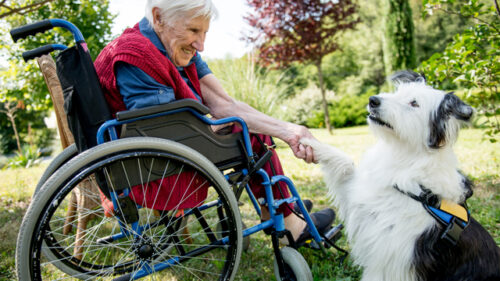 Person in wheelchair shaking a dogs paw