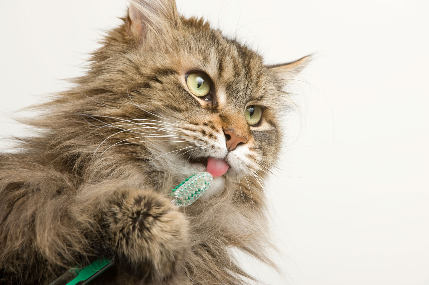 fluffy brown cat licking toothbrush