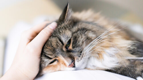 hand petting fluffy cat