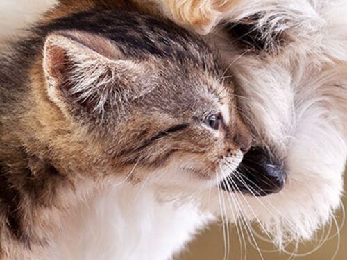 Cat and dog touching noses