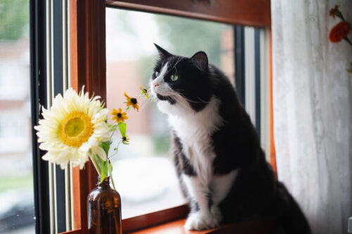 Cat smelling toxic flower
