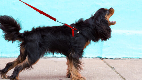 Medium sized dog on a leash and harness lunging forward and barking