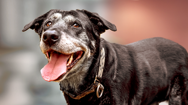 Happy senior dog