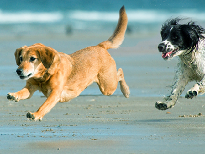 Two dogs running on the beach