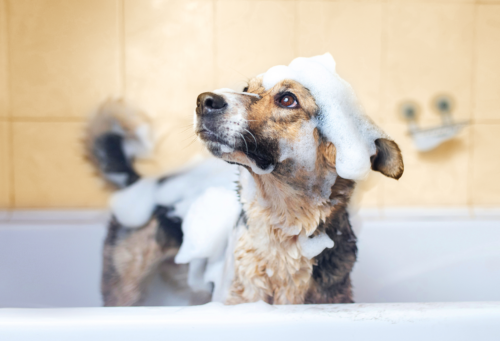 Dog getting bath.