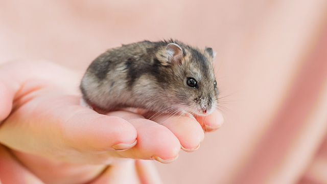 Little grey mouse in someone's hand