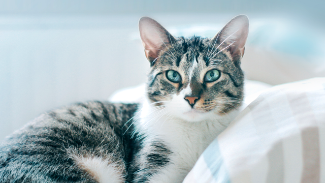 Cat with blue eyes looking at the camera