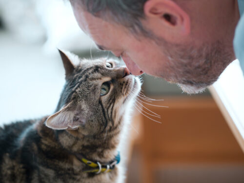 Vet touching noses with cat