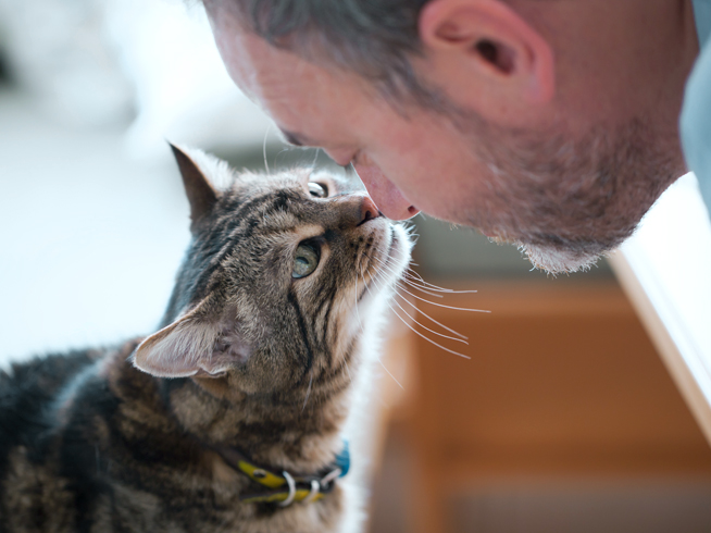 Vet touching noses with cat