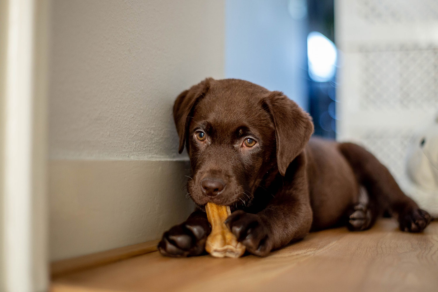 Chocolate lab puppy laying on wooden floor chewing on dog bone
