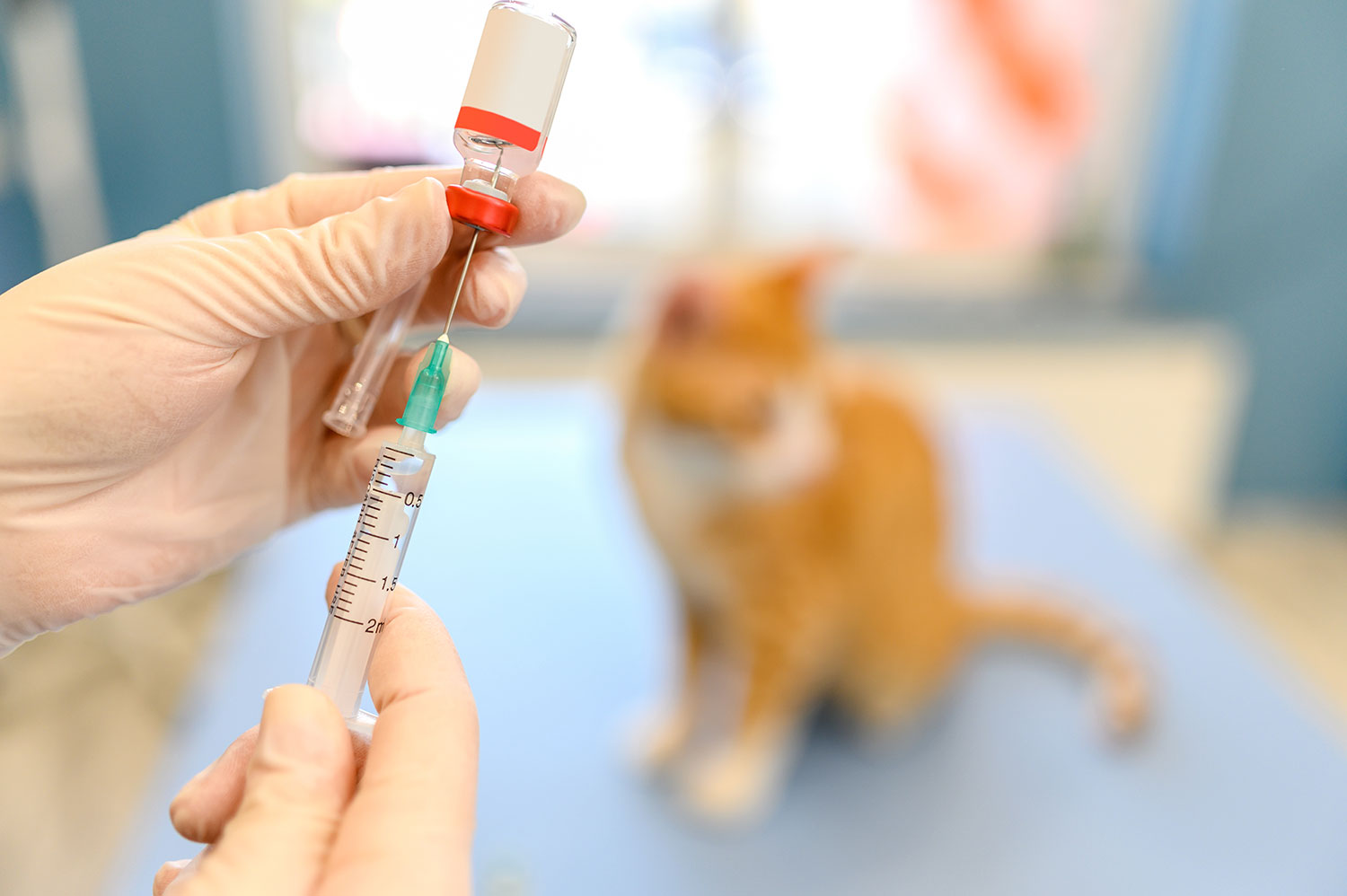 Veterinary professional extracting liquid pet vaccination from a small bottle. Blurry orange and white at in the background.