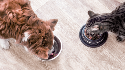 Two cats eating out of their bowls