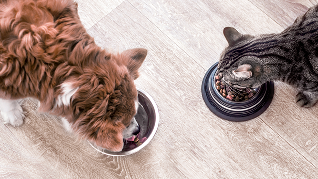 Two cats eating out of their bowls