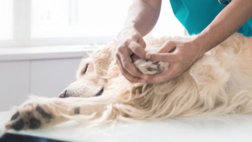 Vet massaging large dogs paw