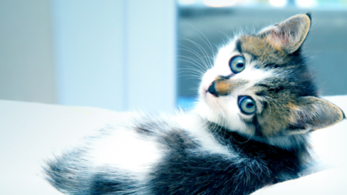 Kitten laying down looking at camera