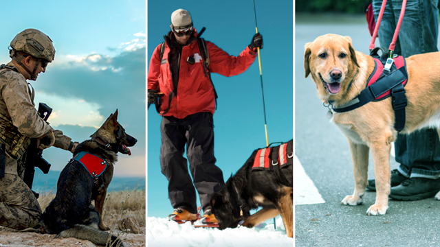 Working dogs with their owners