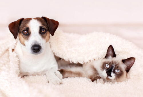 Stock photo of dog and cat representing the importance of quality veterinary care and pain management.