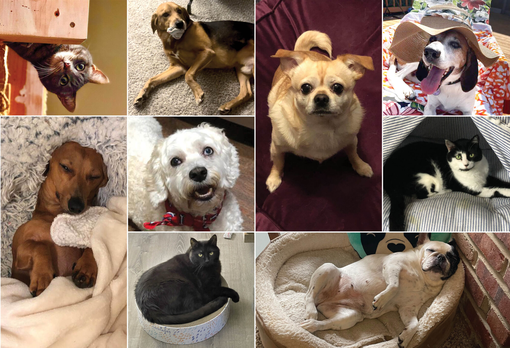 Collage of dogs and cats.