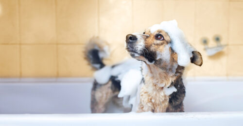 A dog in a bathtub covered in bubbles. Baths are helpful in managing allergic skin diseases.