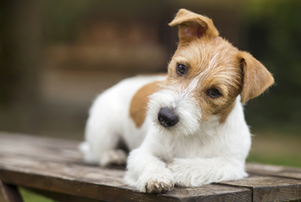 Jack Russell Terrier sitting on bench outside