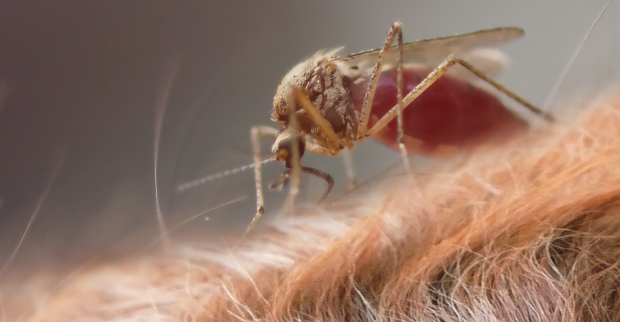 Closeup photo of a mosquito on a dog