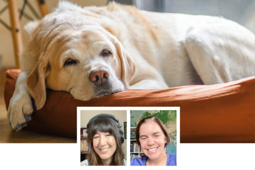 Screenshots of Katie Berlin, DVM, and Julie Buzby, DVM, during their podcast episode. Image of senior dog laying in a dog bed wearing Buzby's toegrips.