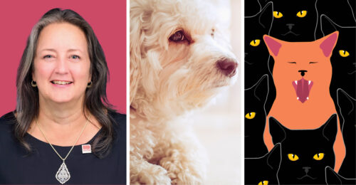 Images of 3 highlighted veterinary news articles: Margot K. Vahrenwald, DVM, CVJ; a white dog; and an illustration of an orange cat in a crowd of black cats.