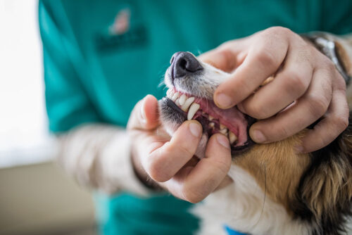 vet examining dogs teeth
