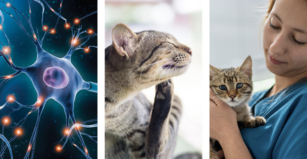 3 images: Digital rendition of a neuron, an itchy cat, and a veterinary assistant holding a kitten
