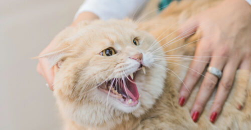 Image of a cat hissing.